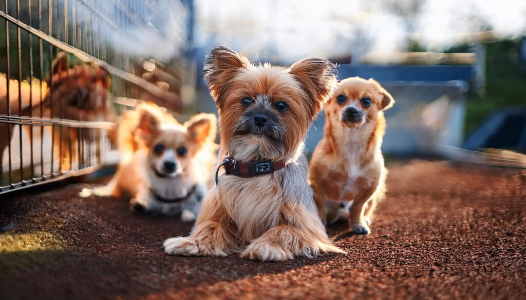 Perros de raza pequeña en adopción en una comunidad