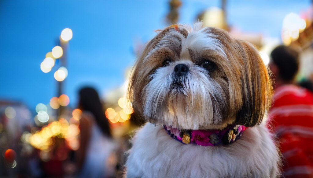 Shih Tzu en la feria de sevilla 