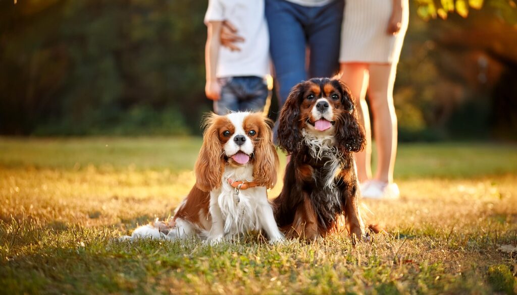 Raza de perro Cavalier King Charles Spaniel